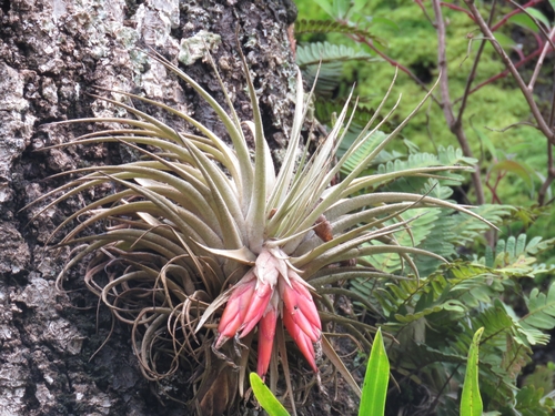 Tillandsia matudae, photograph 2