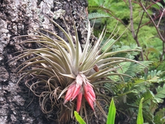 Tillandsia matudae