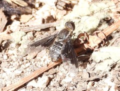 Hemipenthes seminiger
