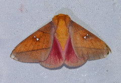 Syssphinx colla