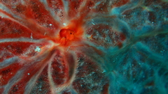 Monanchora clathrata