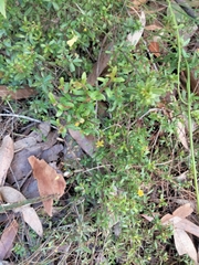 Hibbertia nitida