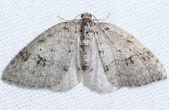 Venusia duodecemlineata