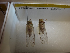 Proarna invaria