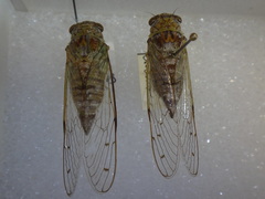 Proarna invaria