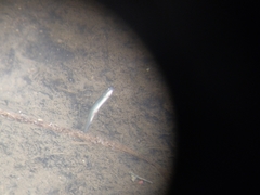 Hypomesus olidus