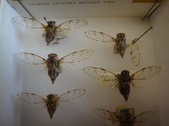 Proarna hilaris