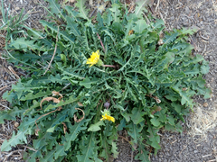 Taraxacum horridifrons
