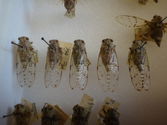 Proarna hilaris