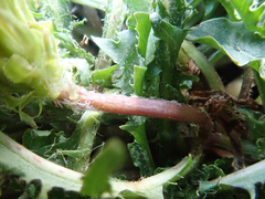 Taraxacum horridifrons