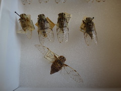 Proarna hilaris