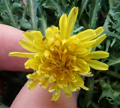 Taraxacum horridifrons