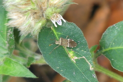 Cletomorpha benita