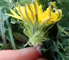 Taraxacum horridifrons