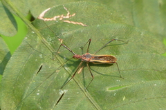 Euagoras plagiatus