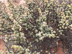 Eberlanzia