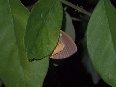 Asota