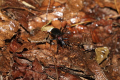 Carabus nankotaizanus