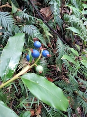 Alpinia arundelliana