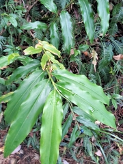Alpinia arundelliana