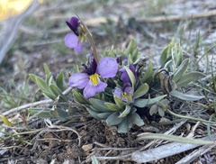 Viola trinervata