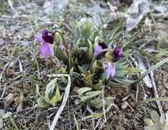 Viola trinervata