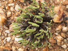 Monilaria moniliformis