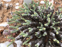 Monilaria moniliformis