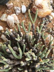 Monilaria moniliformis