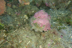 Astraea heliotropium