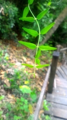 Jasminum nervosum
