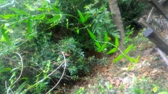 Jasminum nervosum