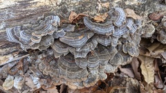 Trametes versicolor