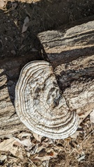 Ganoderma applanatum