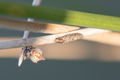 Ecnomidae