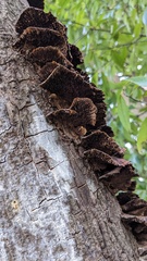 Daedaleopsis tricolor