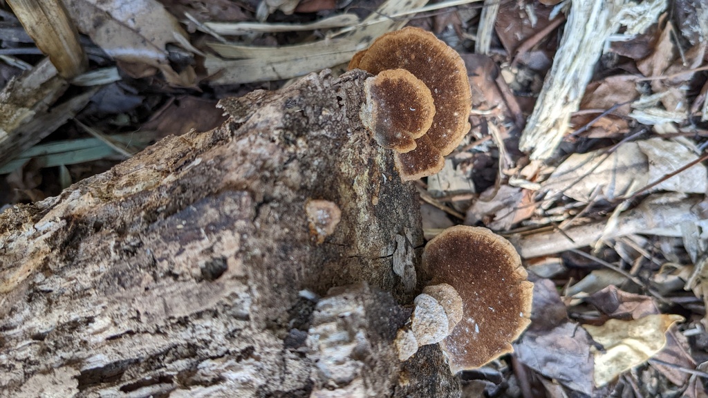 Fuscoporia gilva · March 2022 · photo: © atsushi_nakajima_cirque (iNaturalist, cc-by)