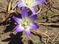 Brodiaea terrestris terrestris