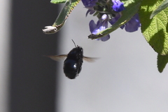 Xylocopa tabaniformis orpifex