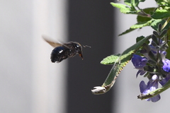 Xylocopa tabaniformis orpifex