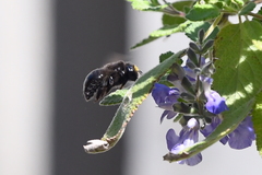 Xylocopa tabaniformis orpifex
