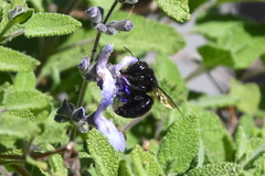 Xylocopa tabaniformis orpifex