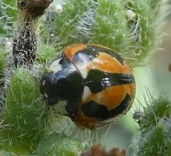 Coccinella miranda