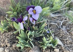 Viola trinervata