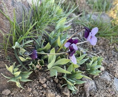 Viola trinervata