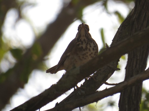 Catharus guttatus image