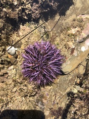 Strongylocentrotus purpuratus