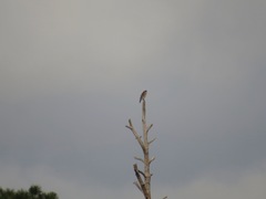 Buteo lineatus