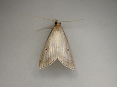 Clepsicosma iridia