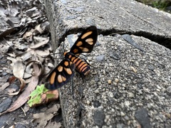 Amata trigonophora